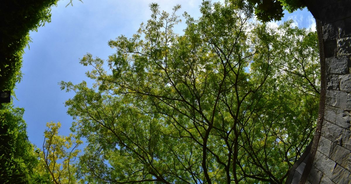 Fort Canning Park: Keindahan Sejarah, Spot Foto, dan Panduan Transportasi